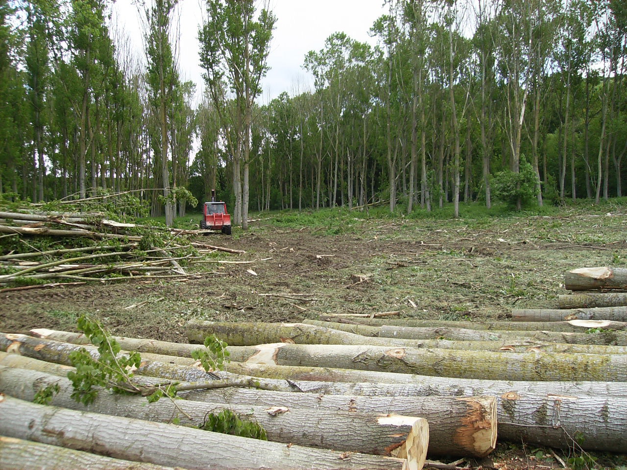 Exploitation forestière
