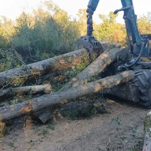 Exploitation forestière